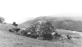 Vacas en la fuente. Foto Ebro