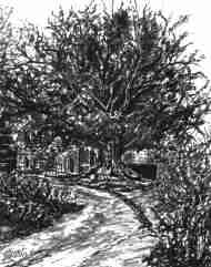 "El Abuelo", nogal centenario. Hoz de Abiada