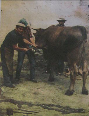 Julián González Crespo herrando una vaca en Fontecha. Familia González Crespo