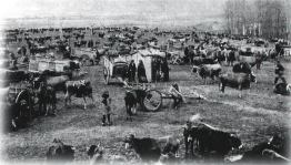 Reinosa. Ferial de ganado vacuno