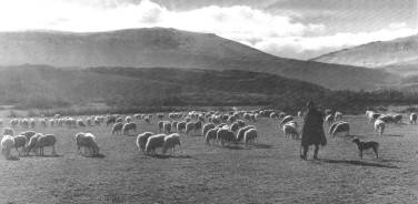 Pastoreo de ovejas. Foto Ebro